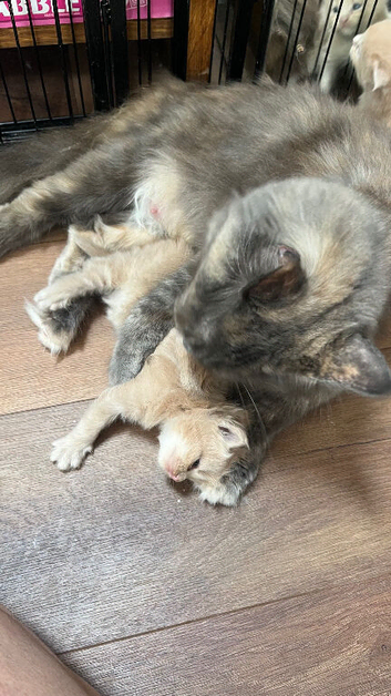 European Maine coon kittens