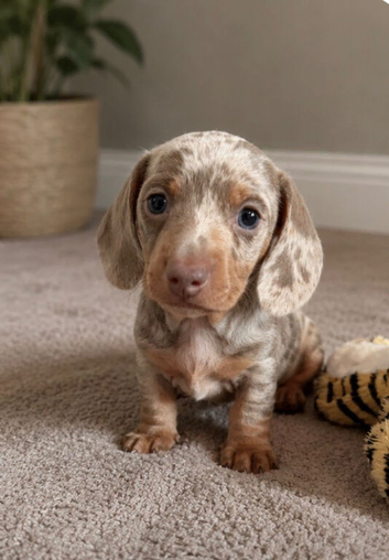 Two beautiful pups
