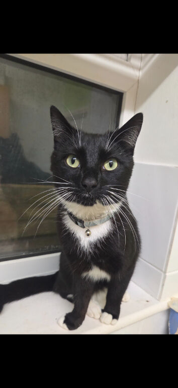 LOST CAT