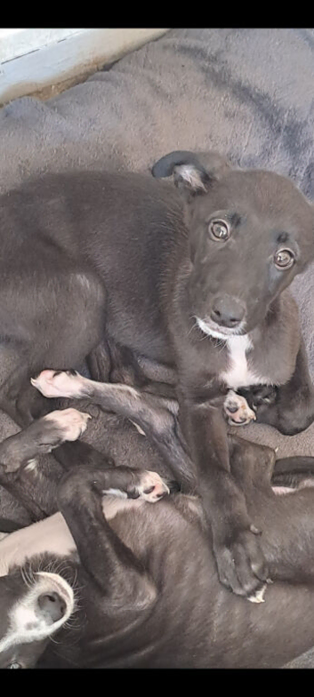 Gray saluki