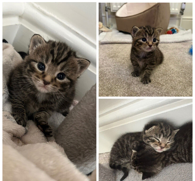 2 BEAUTIFUL GIRL TABBY KITTENS