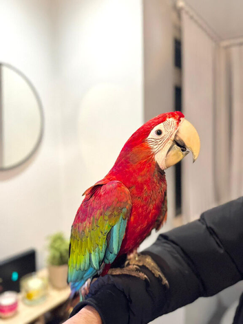 Beautiful handreared super tame Macaw