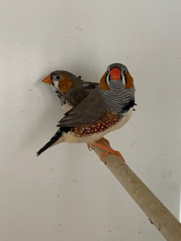 Good sized normal and black breasted zebra finches