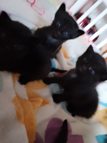 1 male kitten black