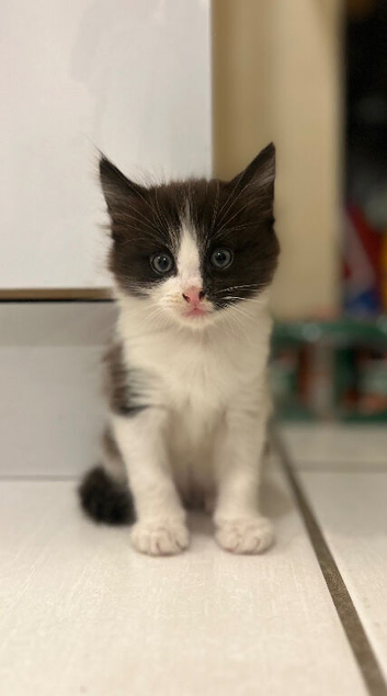 Adorable boy kitten for sale