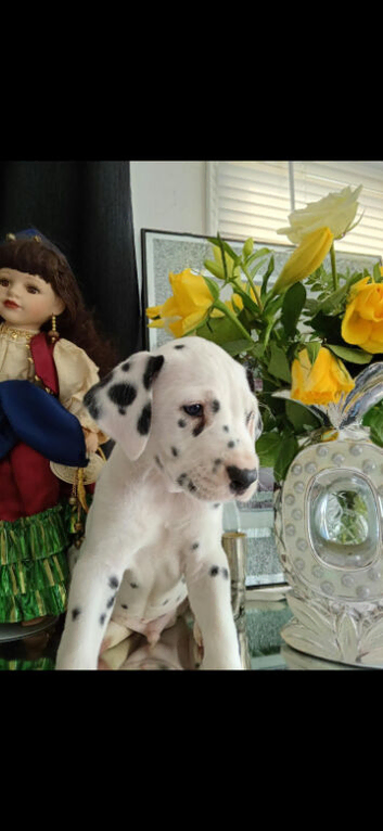 Pedigree Dalmatian puppies