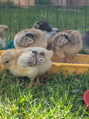 Wyandotte Chicks