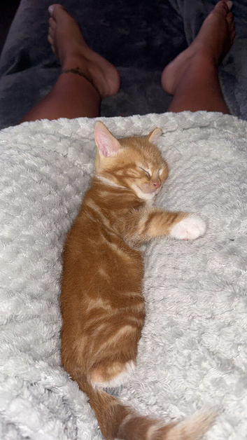 One little boy ginger with white stripes and a lovely temperament