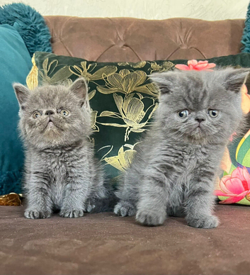 Exotic Shorthair Kittens For Sale