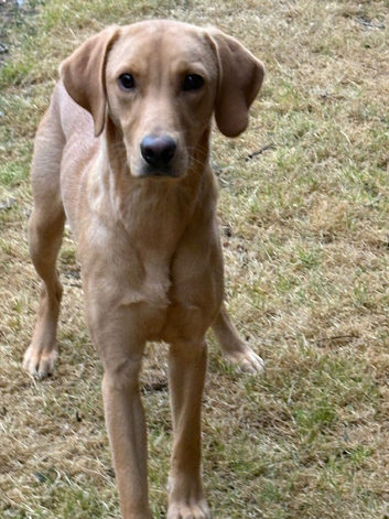 Perfect pet part trained 10 month old male