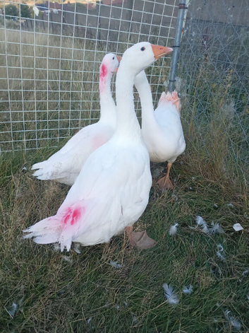 Geese for sale