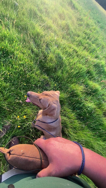 Labrador
