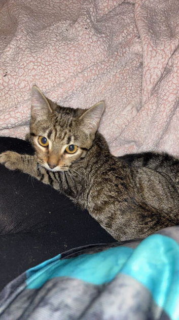 Female kitten