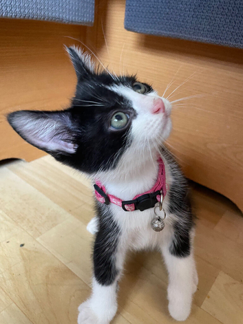 4 adorable male KITTENS