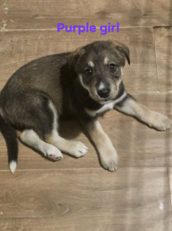 Huskador puppies