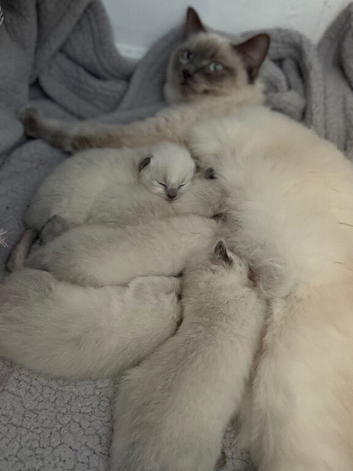 Ragdoll kittens