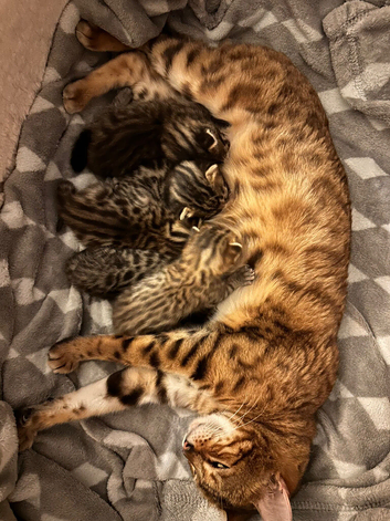 Bengal mix kittens with distinctive marbled  markings