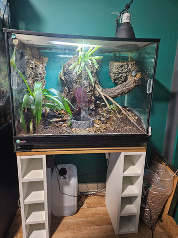 Australian whites tree frogs & terrarium BREEDING PAIR