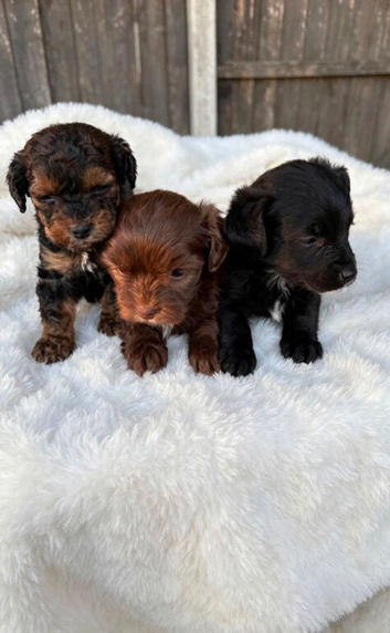 6 weeks old cocker Jack