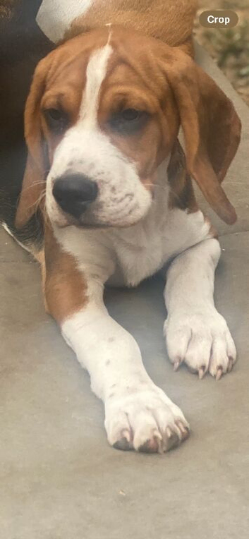 2 Beautiful beagle puppies