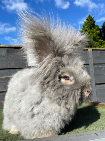3 Stunning English Angora Girls