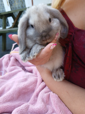 Beautiful mini lop rabbits 9 weeks old