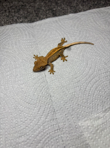 Crested geckos