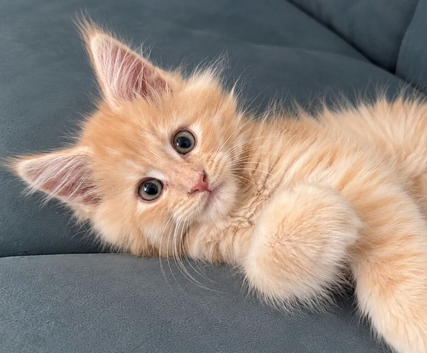 Stunning Purebred Maine Coon Boy Cream/red