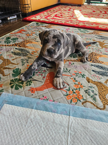 Cane Corso x Performance Mastiff