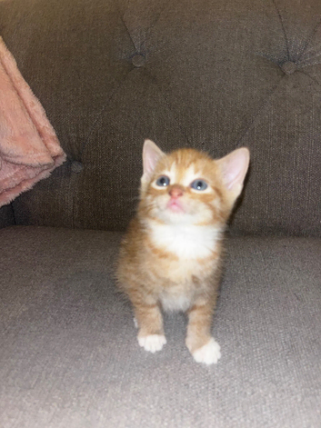 Main coon cross