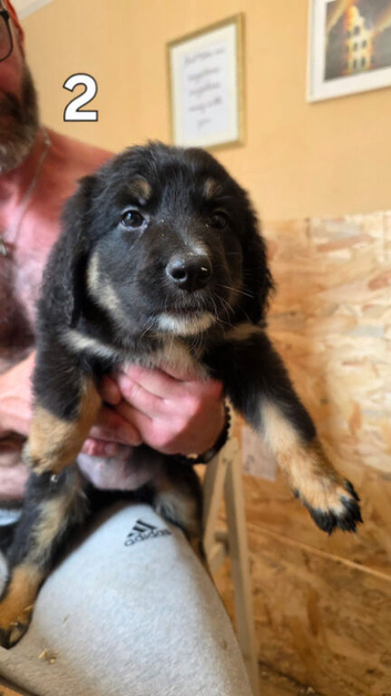 10 left of 11 beautiful Bernedoodle puppies *READY TO GO*