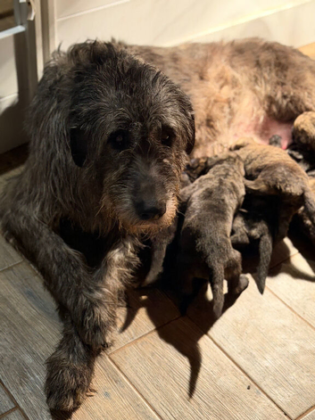 KC Irish Wolfhound Puppies