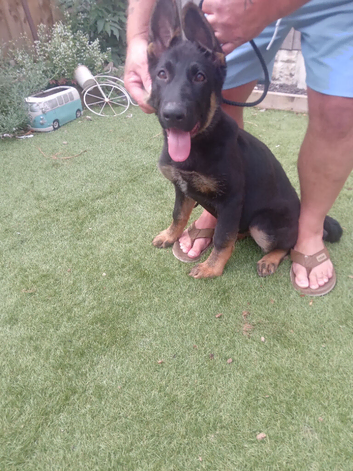 German shepherd