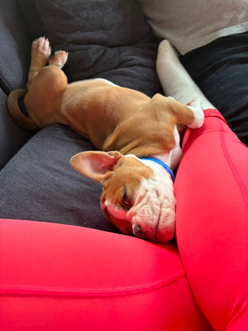Old English bulldog puppy nebbr registered