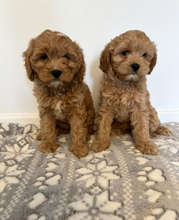 Miniature Cavapoo puppies