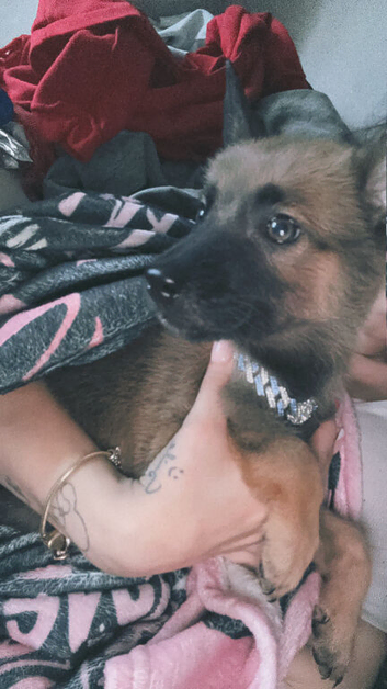 10 week old puppy