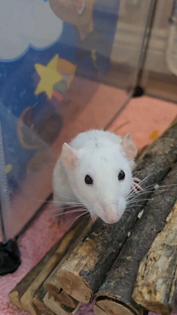 URGENT!! 5 female rats
