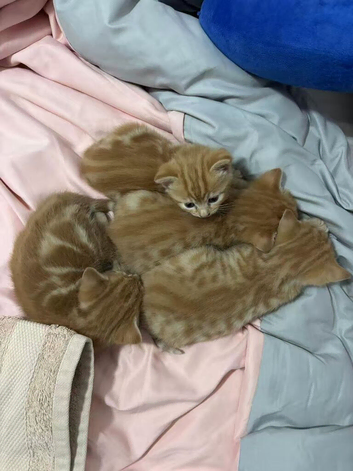 Adorable Ginger Tabby Kittens