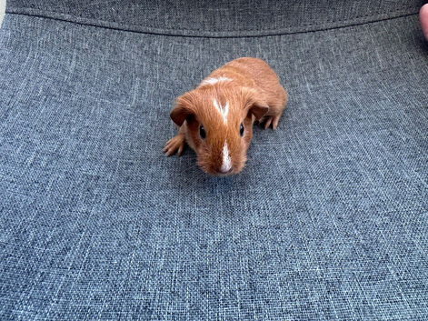 Guinea pigs