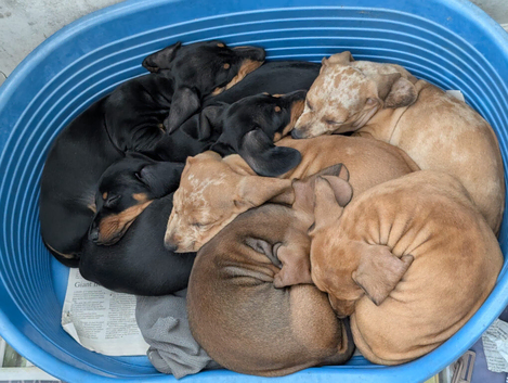 Dachshund  puppies for sale.
