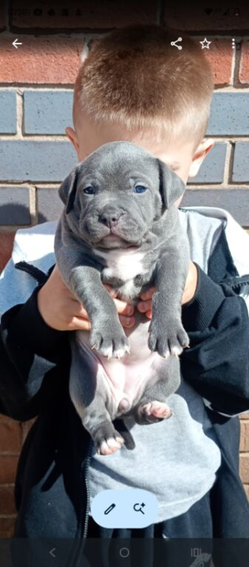 Blue staffy pups