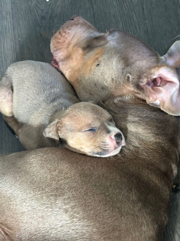 American bulldog x mix breed bully