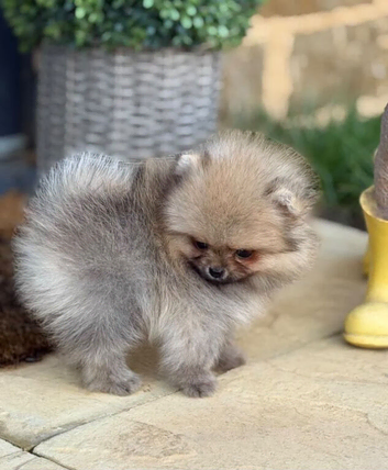 Fabulous KC Registered Home Raised Pomeranian Puppies
