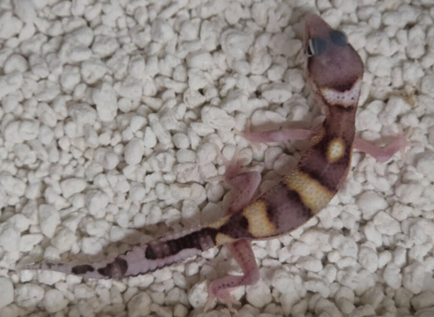 Bargain leopard gecko babies