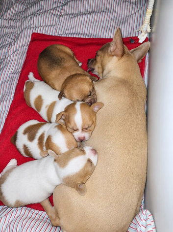 Stunning Chihuahua Puppies - Snuggled Safely with Mum