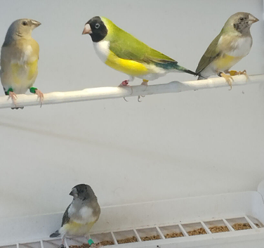 Gouldian Finch Hens for sale