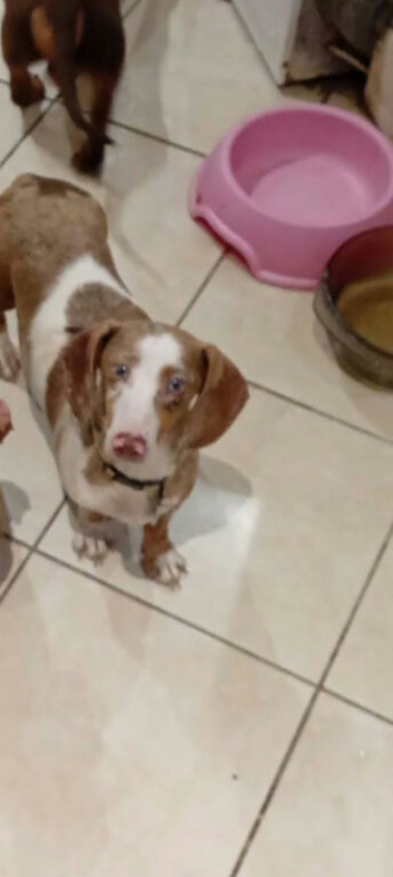Pied miniture dashound with bright blue eyes very freindly great with children and all dogs up to date with everything pefect family dog