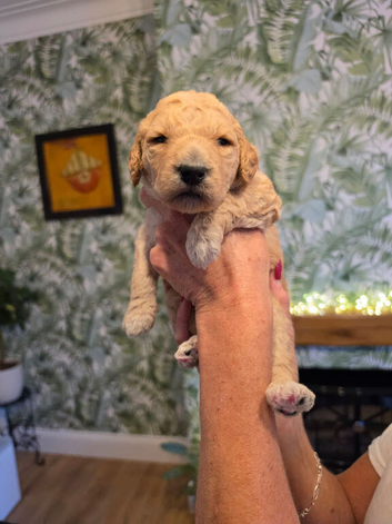 GORGEOUS F1B BERNADOODLE PUPPIES LOOKING FOR THEIR FOREVER HOMES