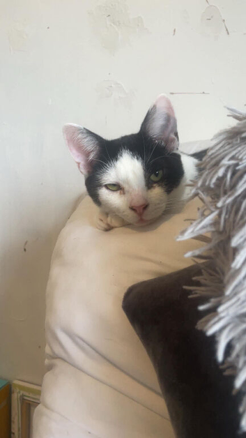 10 month old male cat