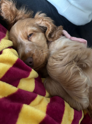 Show Cocker for sale